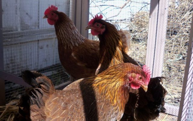 Backyard chicken proposal advances in Rapid City