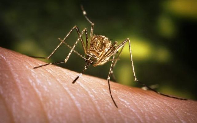 South Dakota records first West Nile virus case of 2020