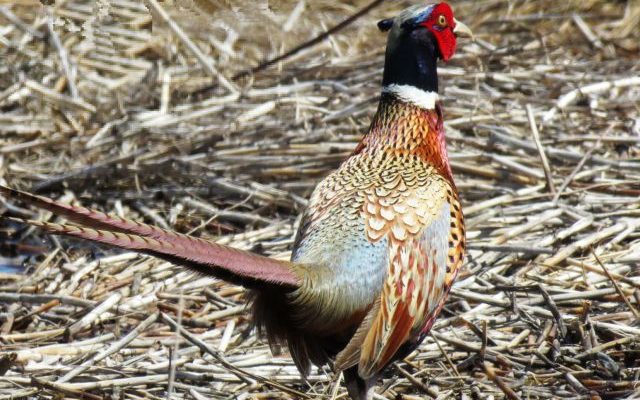 South Dakota looks at extending pheasant season