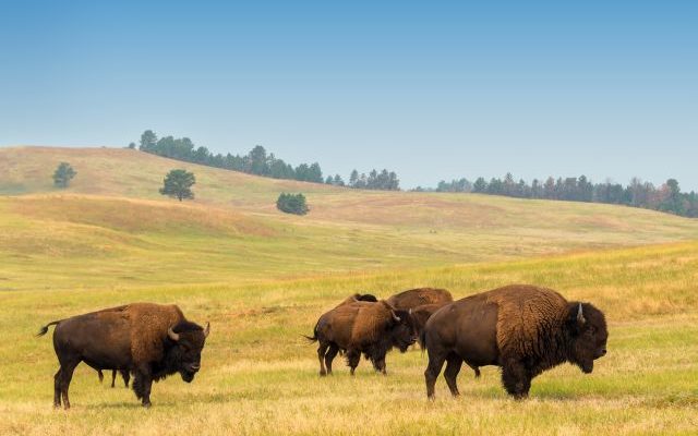 Grand Canyon bison relocated to South Dakota and 3 other states