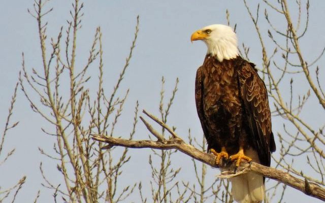 South Dakota man gets probation in eagle trafficking case