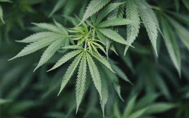 Additional arguments filed in suit against legal pot in South Dakota