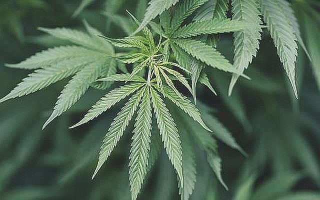 Recreational pot nearing legalization In Minnesota