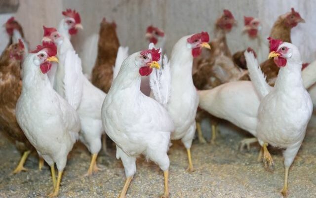 US bird flu cases put chicken, turkey farms on high alert