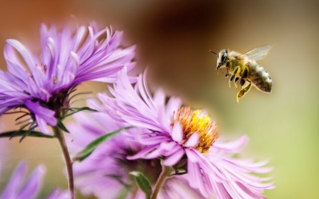 Brookings City Council approves beekeeping ordinance
